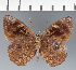  (Eunica sp. CF13 - CFC08791)  @11 [ ] copyright (2023) Center For Collection-Based Research Center For Collection-Based Research