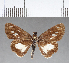  ( - CFC08898)  @11 [ ] Copyright (2018) Christer Fahraeus Center For Collection-Based Research