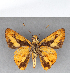 ( - CFC08912)  @13 [ ] Copyright (2018) Christer Fahraeus Center For Collection-Based Research
