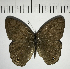  ( - CFC09196)  @11 [ ] Copyright (2018) Christer Fahraeus Center For Collection-Based Research