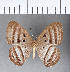  ( - CFC09388)  @11 [ ] Copyright (2018) Christer Fahraeus Center For Collection-Based Research
