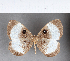  ( - CFC09390)  @11 [ ] Copyright (2018) Christer Fahraeus Center For Collection-Based Research