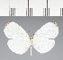  (Pieridae_gen sp. CF155 - CFC09656)  @11 [ ] copyright (2023) Center For Collection-Based Research Center For Collection-Based Research