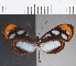  (Oleria ilerdina - CFC09676)  @13 [ ] Copyright (2019) Christer Fahraeus Center For Collection-Based Research