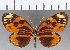  ( - CFC09708)  @11 [ ] Copyright (2019) Christer Fahraeus Center For Collection-Based Research