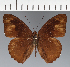  (Eunica sp. CF14 - CFC09738)  @11 [ ] copyright (2023) Center For Collection-Based Research Center For Collection-Based Research