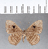  ( - CFC09744)  @11 [ ] Copyright (2018) Christer Fahraeus Center For Collection-Based Research