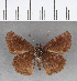  ( - CFC09757)  @13 [ ] Copyright (2018) Christer Fahraeus Center For Collection-Based Research