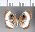  ( - CFC09770)  @11 [ ] Copyright (2018) Christer Fahraeus Center For Collection-Based Research
