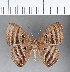  ( - CFC09776)  @11 [ ] Copyright (2018) Christer Fahraeus Center For Collection-Based Research