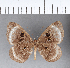  ( - CFC09792)  @11 [ ] Copyright (2018) Christer Fahraeus Center For Collection-Based Research