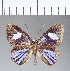  ( - CFC09799)  @11 [ ] Copyright (2018) Christer Fahraeus Center For Collection-Based Research
