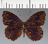  (Eunica sp. CF15 - CFC09840)  @11 [ ] copyright (2023) Center For Collection-Based Research Center For Collection-Based Research