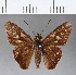  (Calpodes sp. CF02 - CFC09890)  @11 [ ] Copyright (2018) Christer Fahraeus Center For Collection-Based Research