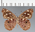  (Eunica sp. CF16 - CFC09913)  @11 [ ] copyright (2023) Center For Collection-Based Research Center For Collection-Based Research