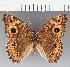  (Junonia sp. CF01 - CFC00995)  @11 [ ] copyright (2021) Center For Collection-Based Research Center For Collection-Based Research