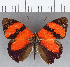  ( - CFC09996)  @11 [ ] Copyright (2019) Christer Fahraeus Center For Collection-Based Research