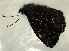  (Pedaliodes sp. CF10 - CFCA00003)  @11 [ ] copyright (2021) Center For Collection-Based Research Center For Collection-Based Research