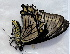  (Papilionidae_gen sp. CF01 - CFCA05141)  @11 [ ] copyright (2023) Center For Collection-Based Research Center For Collection-Based Research