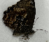  (Panyapedaliodes mara - CFCA05196)  @11 [ ] copyright (2023) Center For Collection-Based Research Center For Collection-Based Research