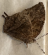  (Anaea sp. CF13 - CFCA05371)  @11 [ ] copyright (2023) Center For Collection-Based Research Center For Collection-Based Research