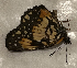  (Chlosyne sp. CF09 - CFCA05810)  @11 [ ] copyright (2023) Center For Collection-Based Research Center For Collection-Based Research