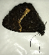  (Pedaliodes sp. CF13 - CFCA00015)  @11 [ ] copyright (2021) Center For Collection-Based Research Center For Collection-Based Research