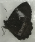  (Pedaliodes franzi - CFCA00017)  @11 [ ] copyright (2021) Center For Collection-Based Research Center For Collection-Based Research