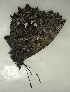  (Panyapedaliodes sp. CF04 - CFCA00019)  @11 [ ] copyright (2021) Center For Collection-Based Research Center For Collection-Based Research