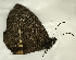  (Pedaliodes sp. CF12 - CFCA00022)  @11 [ ] copyright (2021) Center For Collection-Based Research Center For Collection-Based Research