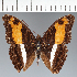  (Adelpha sp. CF06 - CFCA05049)  @11 [ ] copyright (2023) Center For Collection-Based Research Center For Collection-Based Research