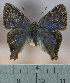  ( - CBF-Lep6913)  @11 [ ] by-nc-sa (2025) Coleccion Boliviana de Fauna Coleccion Boliviana de Fauna