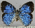  (Caeruleuptychia coelica - CBF-Lep8080)  @11 [ ] by-nc-sa (2025) Coleccion Boliviana de Fauna Coleccion Boliviana de Fauna