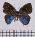  (Sergistrymon - CEP-DNA-7951)  @11 [ ] by-nc-sa (2025) C. Faynel Jagiellonian University, Nature Education Centre