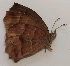  (Pindis - CEP-DNA5584)  @11 [ ] by-nc-sa (2023) MZUJ Jagiellonian University, Nature Education Centre