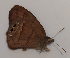  ( - CEP-DNA5621)  @11 [ ] by-nc-sa (2023) MZUJ Jagiellonian University, Nature Education Centre