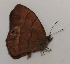  ( - CEP-DNA5623)  @11 [ ] by-nc-sa (2023) MZUJ Jagiellonian University, Nature Education Centre