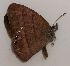  ( - CEP-DNA5639)  @11 [ ] by-nc-sa (2023) MZUJ Jagiellonian University, Nature Education Centre