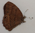  ( - CEP-DNA5653)  @11 [ ] by-nc-sa (2023) MZUJ Jagiellonian University, Nature Education Centre