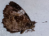  (Pedaliodes pallantis - CEP-DNA6495)  @11 [ ] by-nc-sa (2024) MZUJ Jagiellonian University, Nature Education Centre
