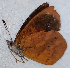  ( - CEP-DNA6498)  @11 [ ] by-nc-sa (2024) MZUJ Jagiellonian University, Nature Education Centre