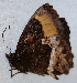  ( - CEP-DNA6499)  @11 [ ] by-nc-sa (2024) MZUJ Jagiellonian University, Nature Education Centre