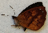  ( - CEP-DNA6504)  @11 [ ] by-nc-sa (2024) MZUJ Jagiellonian University, Nature Education Centre