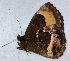 ( - CEP-DNA6507)  @11 [ ] by-nc-sa (2024) MZUJ Jagiellonian University, Nature Education Centre