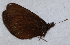 ( - CEP-DNA6515)  @11 [ ] by-nc-sa (2024) MZUJ Jagiellonian University, Nature Education Centre