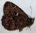  ( - CEP-DNA6522)  @11 [ ] by-nc-sa (2024) MZUJ Jagiellonian University, Nature Education Centre