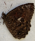  ( - CEP-DNA6523)  @11 [ ] by-nc-sa (2024) MZUJ Jagiellonian University, Nature Education Centre
