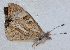  ( - CEP-DNA6529)  @11 [ ] by-nc-sa (2024) MZUJ Jagiellonian University, Nature Education Centre