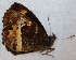  ( - CEP-DNA6558)  @11 [ ] by-nc-sa (2024) MZUJ Jagiellonian University, Nature Education Centre