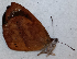  ( - CEP-DNA6560)  @11 [ ] by-nc-sa (2024) MZUJ Jagiellonian University, Nature Education Centre